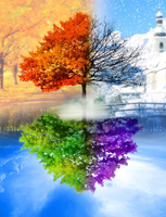 Без бренда «Четыре сезона одного дерева» в Курске