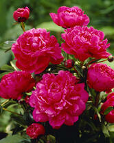 Без бренда «2KMB-4036» в Курске