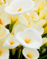 Без бренда «Белые каллы» в Курске