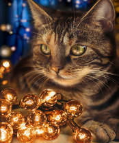 Без бренда «2KXSB-0678» в Курске