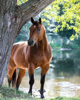 Без бренда «Коробка 20 шт: Лошадь у дерева» в Курске