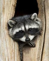 Без бренда «Енот в дупле» в Курске