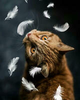 Без бренда «Кот среди перышек» в Курске