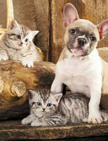 Без бренда «Милый щенок французского бульдога и два котёнка» в Курске