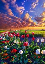 Без бренда «Поле тюльпанов под облачным небом» в Курске